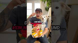 Was ist die BESTE Konsole nintendo playstation xbox hund vlog [upl. by Aihsenak886]