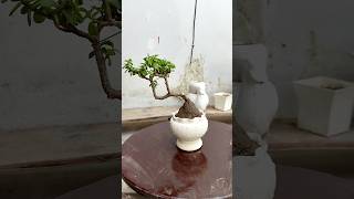 How to make a Jade bonsai tree 🌳 bonsai viralvideo shortsfeed viralshorts ytshorts ytshort [upl. by Aenad]