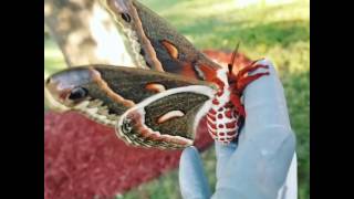 Stunning Cecropia Moth Spreads Their Wings [upl. by Gebelein]