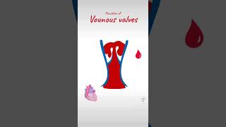 Venous Valves 🩸 [upl. by Inohtna]