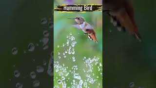 ❤️ humming bird ❤️ nature nature hummingbird [upl. by Aihsyak595]