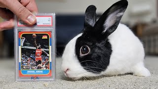 Rabbit eating Michael Jordan rookie card [upl. by Anema]