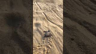 Hero Helps Baby Turtles Get To Ocean 🐢 [upl. by Morna]