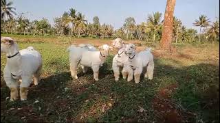 pure bandoor sheeps [upl. by Fernas]