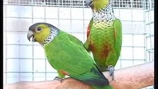 Quiet Conures Pyrrhura Green Cheek and Family [upl. by Suolevram]