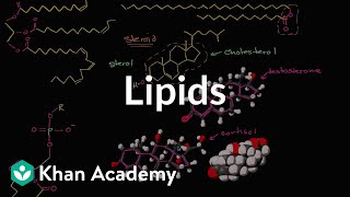 Lipid overview  Macromolecules  Biology  Khan Academy [upl. by Nilahs]