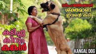 കടിച്ചു കീറും ഇവൻ  Vickies Greeny [upl. by Jona326]