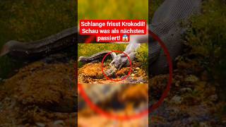 Die Schlange frisst das Krokodil Schau was als nächstes passiert schlange krokodil tierwelt [upl. by Inus663]