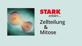 Zellzyklus und Mitose  STARK erklärt [upl. by Airrat]