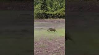 The Battle Between African Wild Dogs and Wild Boars [upl. by Glendon]