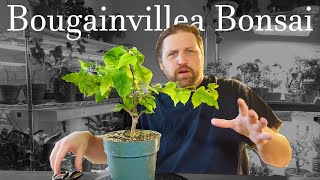 Tiny Bougainvillea Bonsai pruning and root work Saving space by repotting plants into smaller pots [upl. by Hocker810]