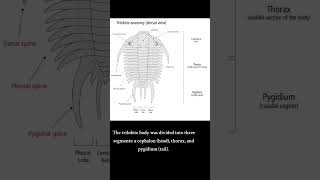 Trilobite Diversity and Anatomy marinelife species prehistoricfun seacreatures [upl. by Llerdnam]