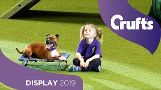 The East Anglian Staffordshire Bull Terrier Display Team  Crufts 2019 [upl. by Ayital]