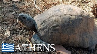 Marginated tortoises Testudo marginata 🇬🇷 Athens Greece  v111 [upl. by Lurie]