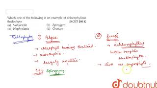 Which one of the following is an example of chlorophyllous thallophyte [upl. by Muirhead]