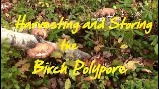 Harvesting and Storing the Birch Polypore [upl. by Lairret]