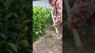 Replanting orange seedlings process [upl. by Meenen409]