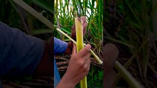 Data of banana plant  skills camping survival bushcraft outdoors sentohub experiment [upl. by Kippar4]