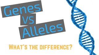 Genes vs Alleles [upl. by Hayyim]