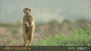 Group hug Meerkat family huddles together [upl. by Nawj434]