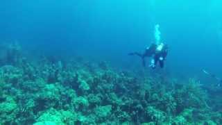 Sonar pinging when scuba diving [upl. by Aicsila]