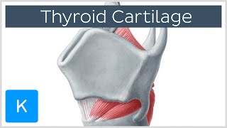 Thyroid Cartilage  Definition amp Function  Human Anatomy  Kenhub [upl. by Leugar]