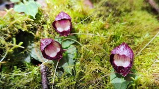 akai Hiking  Corybas Trail 2D1N [upl. by Sofia]