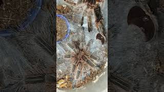 Grammostola Rosea sleep after molthing [upl. by Muhammad963]