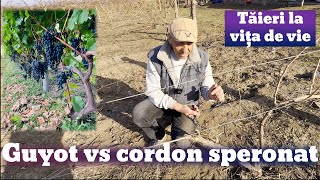 Tăieri vița de vie Guyot vs cordon speronat [upl. by Atinel]