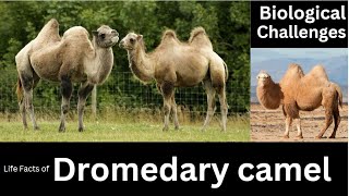 Dromedary camel [upl. by Renmus]