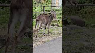 Nilgiri Tahr at Eravikulam National Park MunnarYoutubchannel Eravikulam NilgiriTahr [upl. by Adamski655]