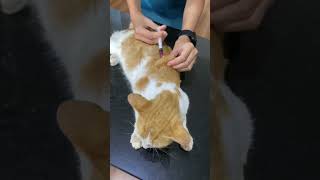 Calcium b12 injections to empower the weak catshortvideo cat vetcare [upl. by Dihahs499]