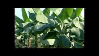 Nepal Todayepisode101 Banana farms and dairy product [upl. by Yorgos]