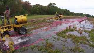 The Life Cycle of a Cranberry Harvest [upl. by Wilmar]