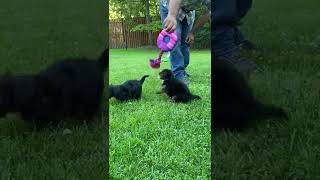 Mini Poodle Puppies For Sale [upl. by Ayanahs461]