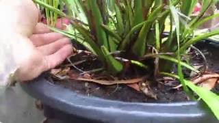 Growing Canary Island Date Palms in a Pot [upl. by Ehcrop]