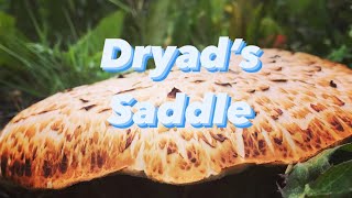 Dryad’s Saddle aka Pheasant’s Back Mushroom  How To Cook It [upl. by Cresa]