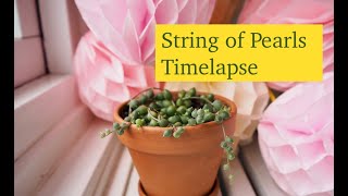 String of Pearls 🌱 Senecio Rowleyanus Timelapse [upl. by Weatherley]