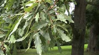 Quercus petraea Mespilifolia [upl. by Betz]