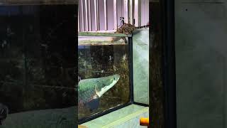 Arapaima Fantastic Beasts Fish Farming Diary Mr Li who loves fish farming Ocelot [upl. by Berghoff]