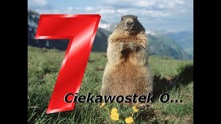 7 Ciekawostek O Świstakach [upl. by Christabelle]