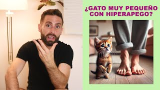 ¿Puede un gato muy pequeñito tener hiperapego o es normal que quiera estar siempre conmigo ahora [upl. by Buyse94]