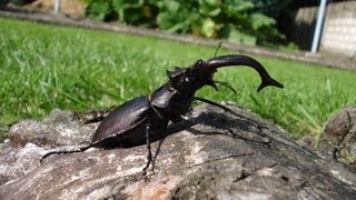 Lucanus cervus akbesianus  Stag Beetle  HirschkÃ¤fer [upl. by Hallvard]