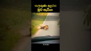 ගුණ දනිමු 🥺🥺 සබ්ස්ක්‍රයිබ් කරන්න 👍trending shrots shortvideo vairalshort 🥺🥺🥺🥺 [upl. by Hulburt766]