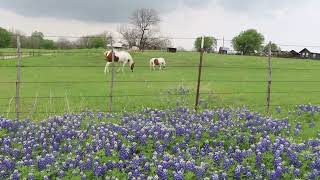 Texas Bluebonnets on Bluebonnet Trail Near Palmer and Ennis [upl. by Proudman221]