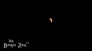 Late Repotting During a Solar Eclipse The Bonsai Zone April 2024 [upl. by Elehcar]