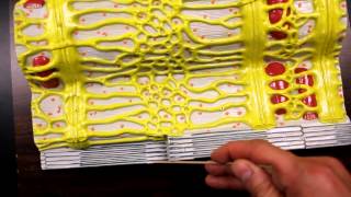 MUSCULAR SYSTEM ANATOMYMuscle fiber with sarcomere model description [upl. by Hessler]