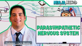 Neurology  Parasympathetic Nervous System [upl. by Salema]