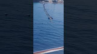 Holidays in the most beautiful place in Israel Eilat dolphins from a boat [upl. by Ecirehc382]