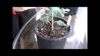 How to Grow Chrysanthemums  Pinching [upl. by Yager]